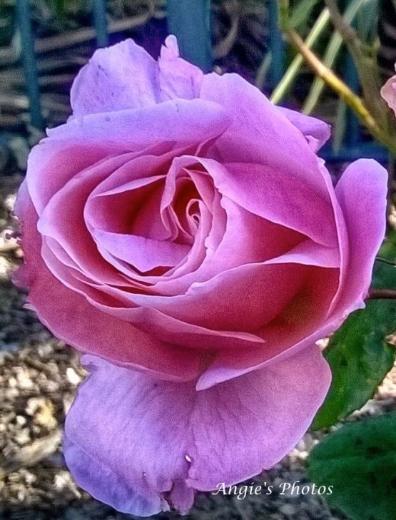 pinkrose01